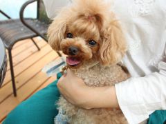 わんちゃんも同席できます