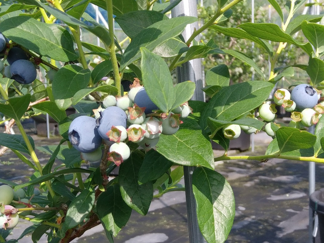 ブルーベリー狩り もぎたての贅沢ブルーベリー40分食べ放題 ファミリー カップルにおすすめ さんだブルーベリーガーデン じゃらん遊び体験