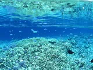 坊津の綺麗な海をご堪能ください♪