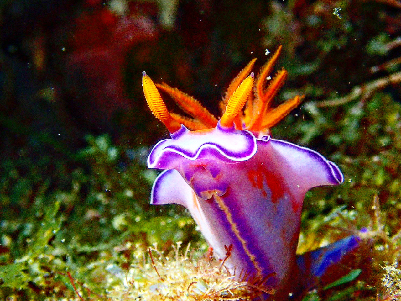 鹿児島・坊津] 2ボートファンダイビング！完全少人数制のダイビングを