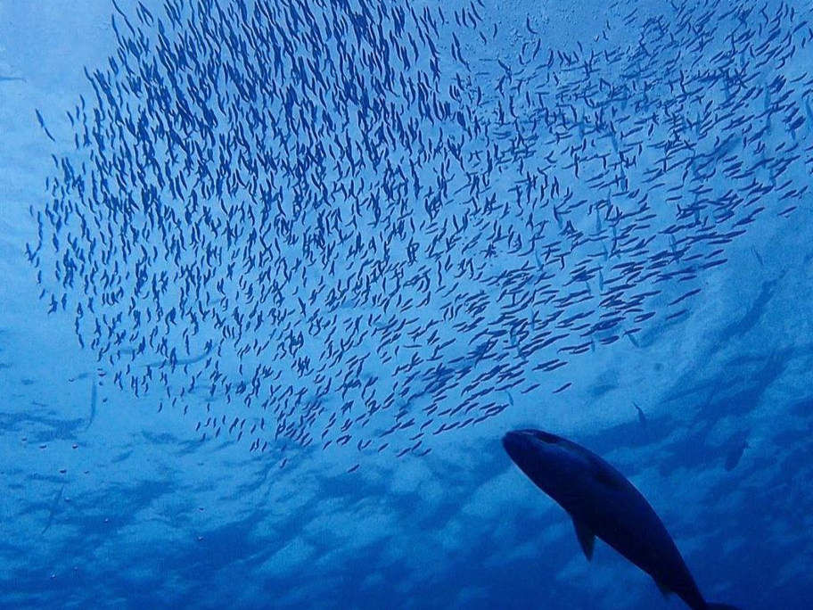 鹿児島・坊津] 2ボートファンダイビング！完全少人数制のダイビングを