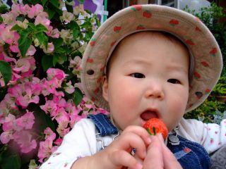 いちご狩り食べ放題 和歌山選べるランチ付きプラン Oteramae Anchin じゃらん遊び体験 いちご狩り食べ放題 和歌山選べるランチ付きプラン Oteramae Anchin じゃらん遊び体験