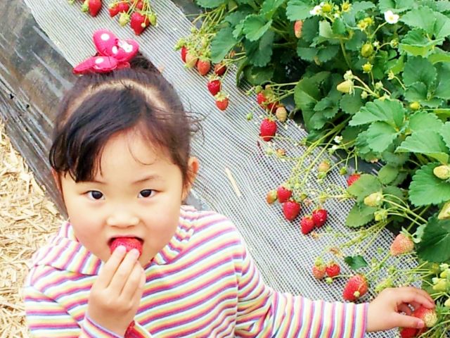 いちご狩り食べ放題 大根収穫体験 希少種 熊野牛 すき焼きのご昼食 のセットプラン 豪華なセットプランは期間限定 Oteramae Anchin じゃらん遊び体験 いちご狩り食べ放題 大根収穫体験 希少種 熊野牛 すき焼きのご昼食 のセットプラン 豪華なセットプランは期間限定 Oteramae Anchin じゃらん遊び体験