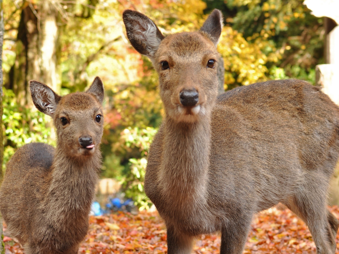 �_�l�̎g���̎��̐e�q