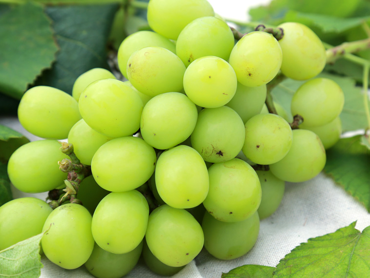 �V���C���}�X�J�b�g��