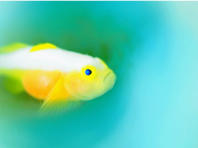 こんなにカワイイ魚も♪