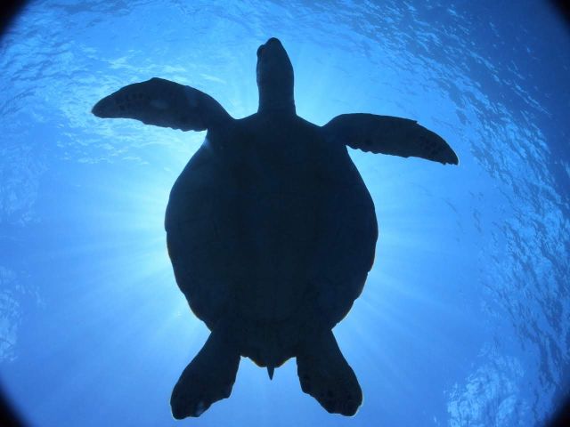 こんな近くでウミガメに遭遇することも!!