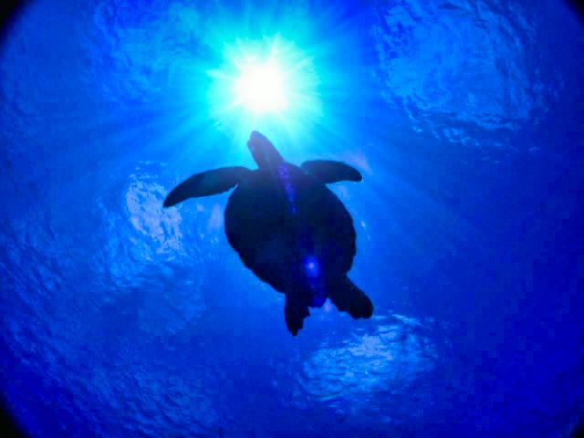 運がよければウミガメにも遭遇!!