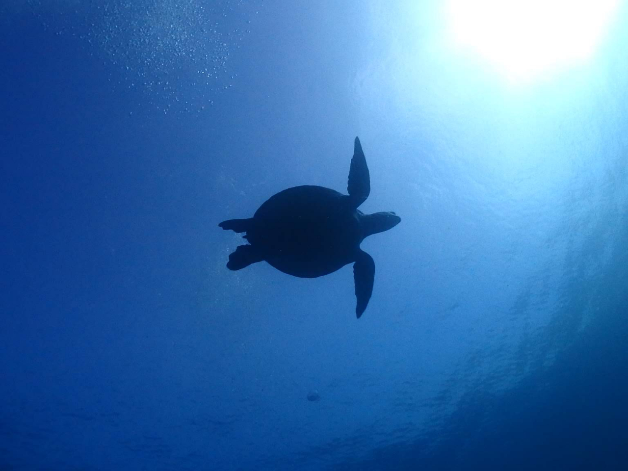【初めての方大歓迎☆シュノーケリング】◆\海の世界にようこそ/きれいな伊豆の海で...