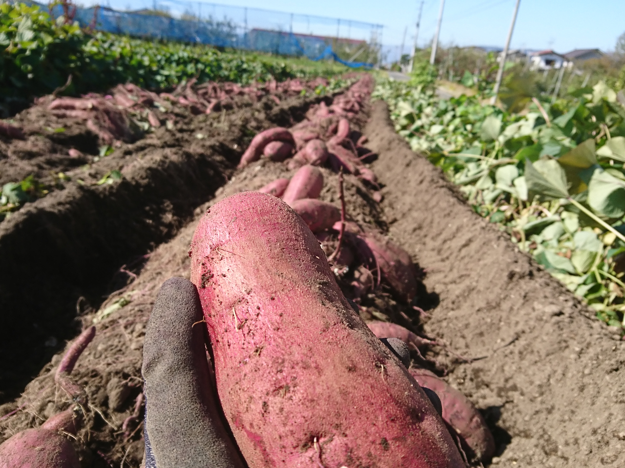 沼田の豊かな自然に育まれたおいしいさつまいも★