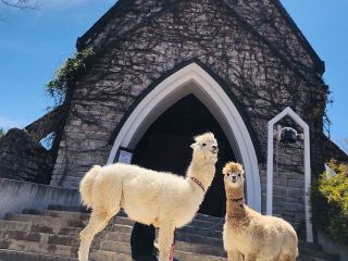 通常期 標高1 000mの大自然 ひるがの高原牧歌の里入園券 ひるがの高原 牧歌の里 じゃらん遊び体験 通常期 標高1 000mの大自然 ひるがの高原牧歌の里入園券 ひるがの高原 牧歌の里 じゃらん遊び体験