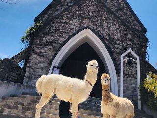 牧歌の里 ピクニックガーデン ひるがの高原1日満喫プラン じゃらん限定販売 ひるがの高原 牧歌の里 じゃらん遊び体験 牧歌の里 ピクニックガーデン ひるがの高原1日満喫プラン じゃらん限定販売 ひるがの高原 牧歌の里 じゃらん遊び体験