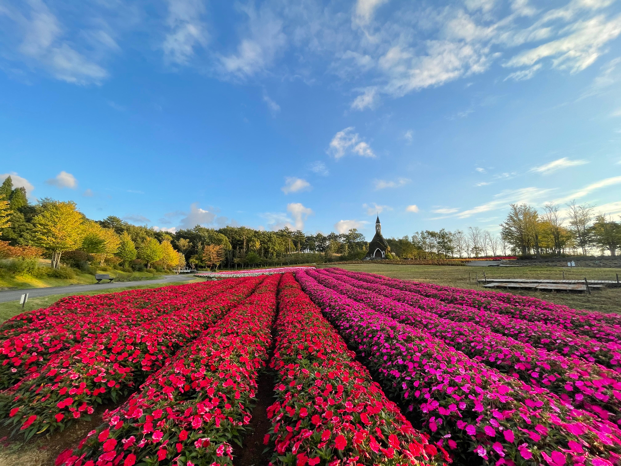 教会の花畑には、サンパチェンスが見事の咲いています