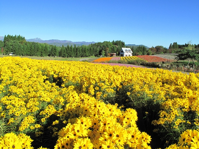 9月中旬〜下旬にかけて、ゴールデンピラミッドがピークに
