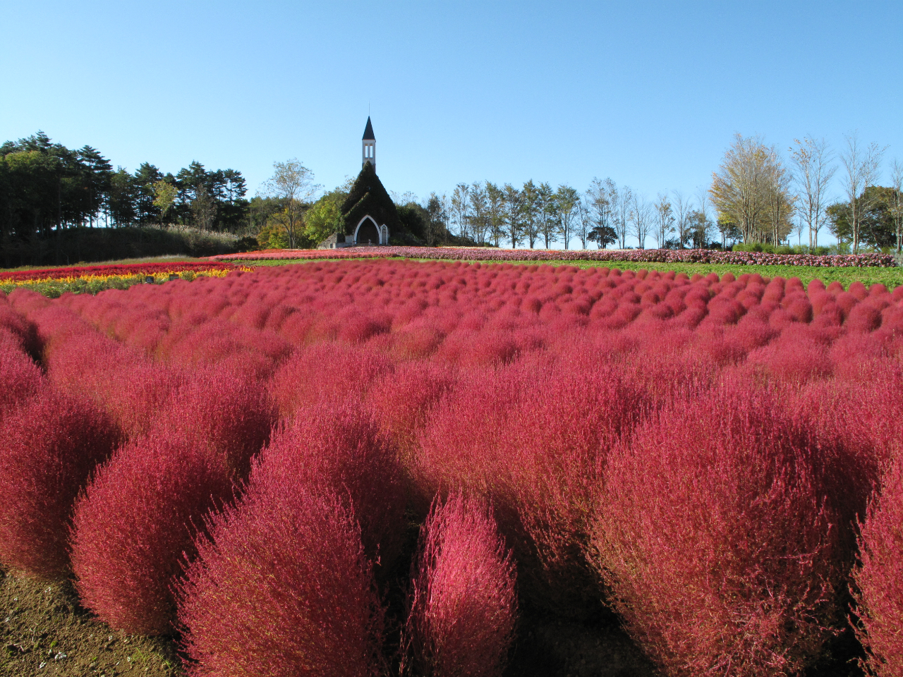 コキアもだんだんと真っ赤に!!10月中旬までが見頃です