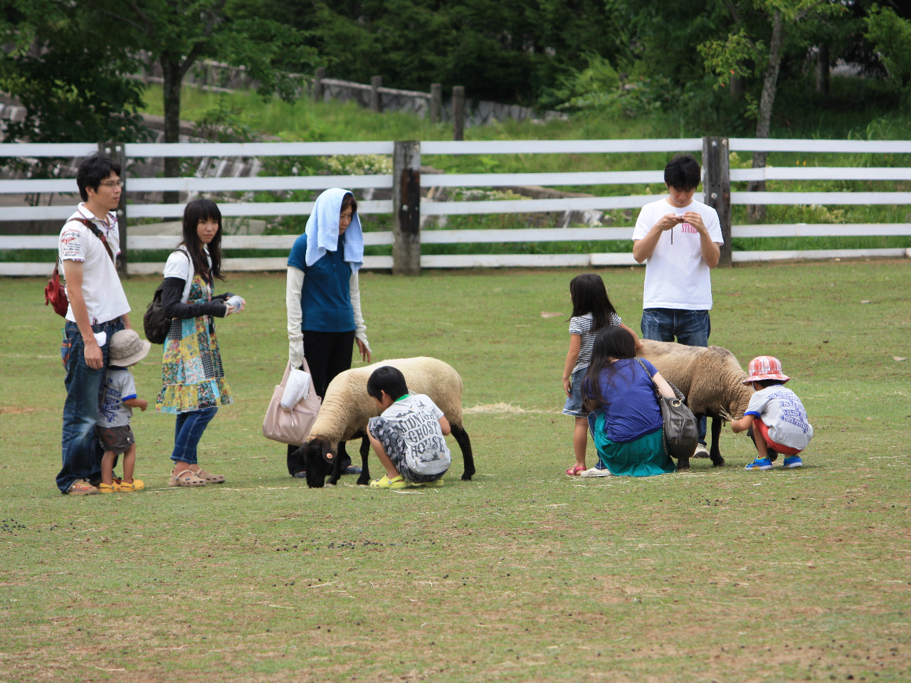 ひつじさんにさわれるかな?