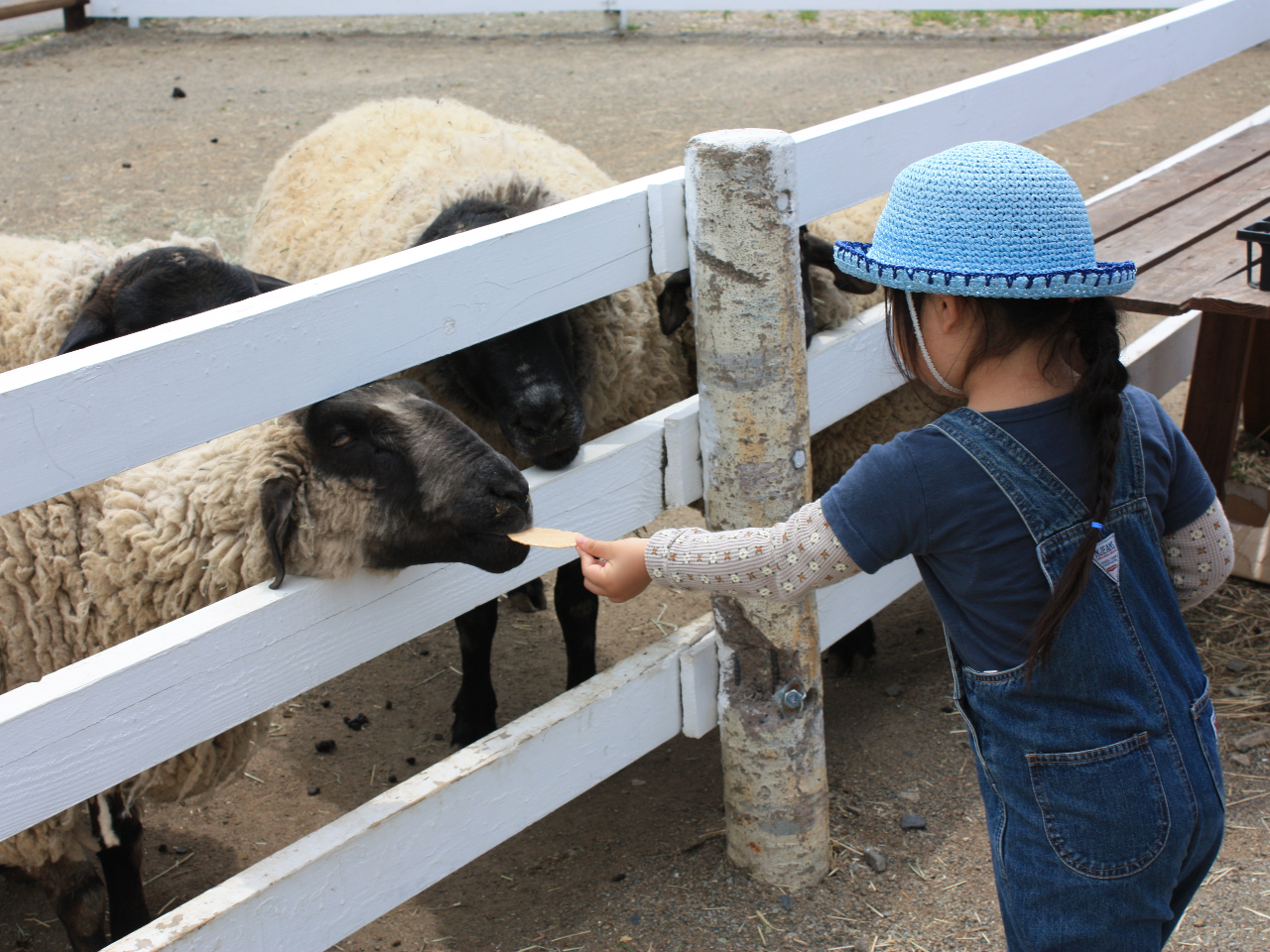 ひつじさんにおせんべい、おやつあげできるよ