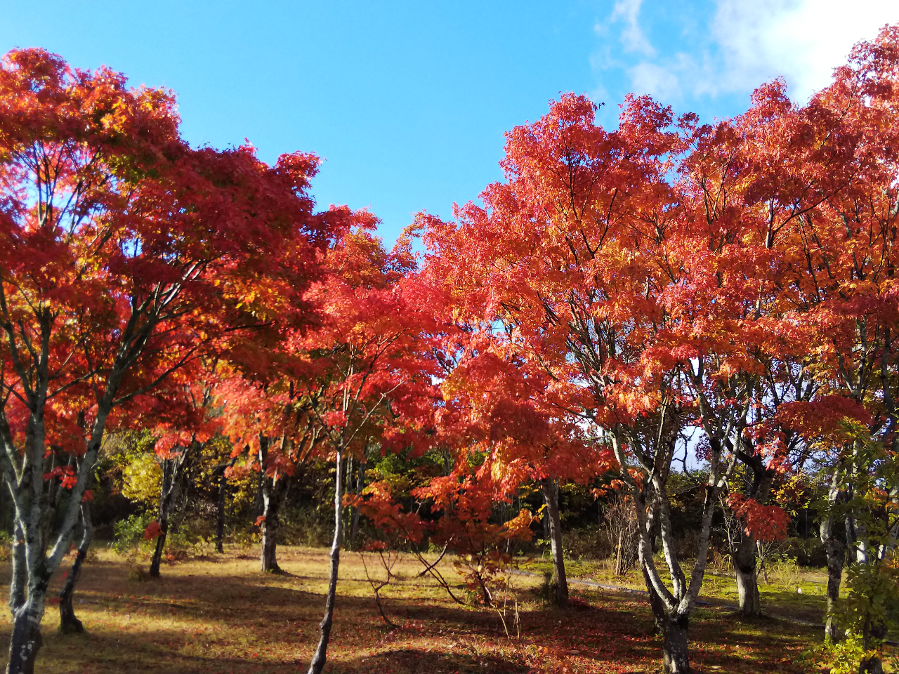 10月下旬からは紅葉が楽しめますよ