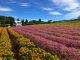 虹色の花畑も9月下旬くらいまで楽しめますよ