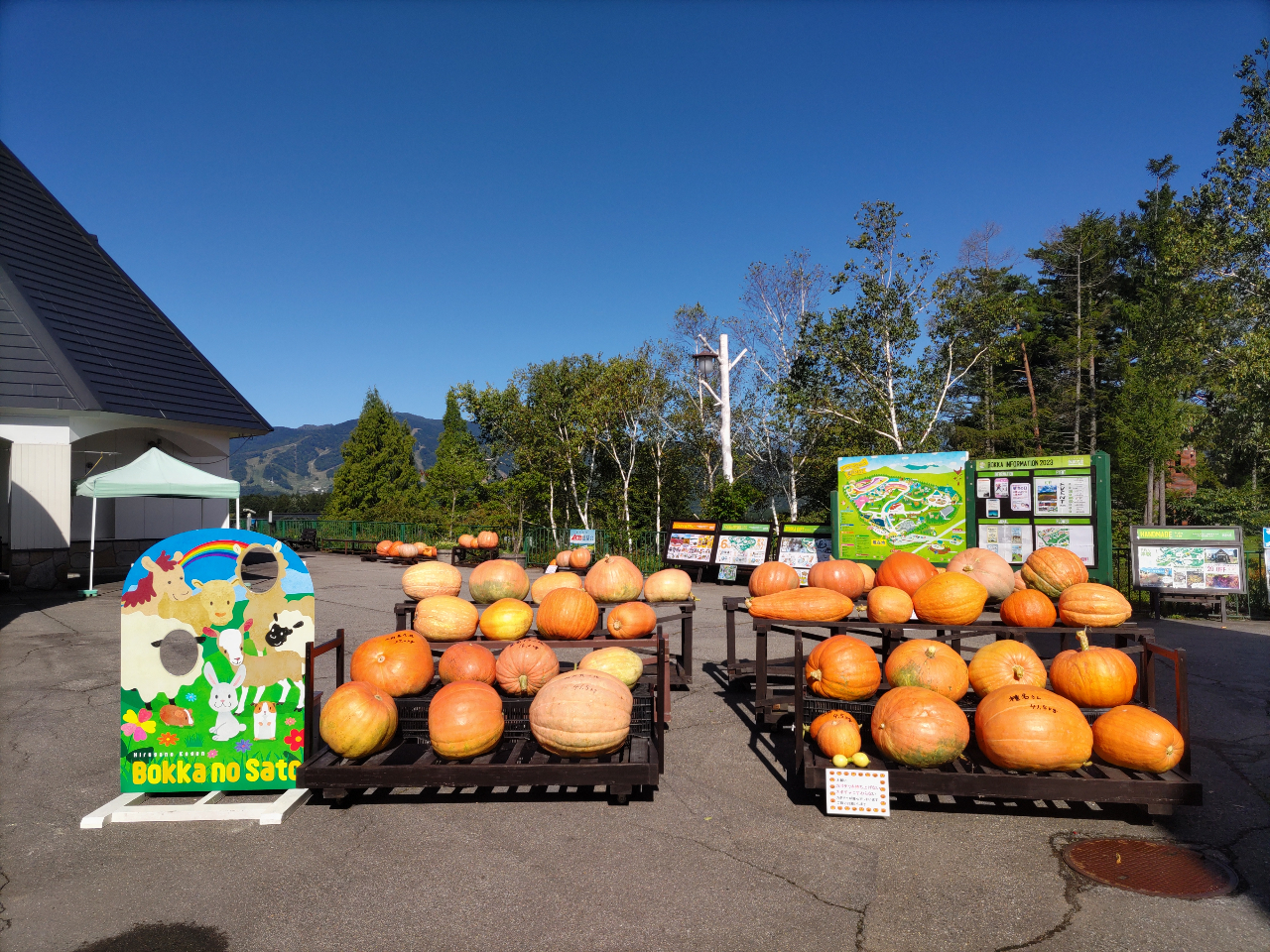 ゲート入ってすぐには、おばけカボチャが勢ぞろい。さて何キロあるかな