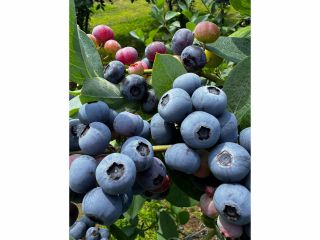 完熟ブルーベリー40分食べ放題