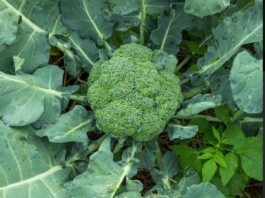 r^~CLxȃubR[͖Ɖu͂߁AׂȂǂ̗\hɖ܂B