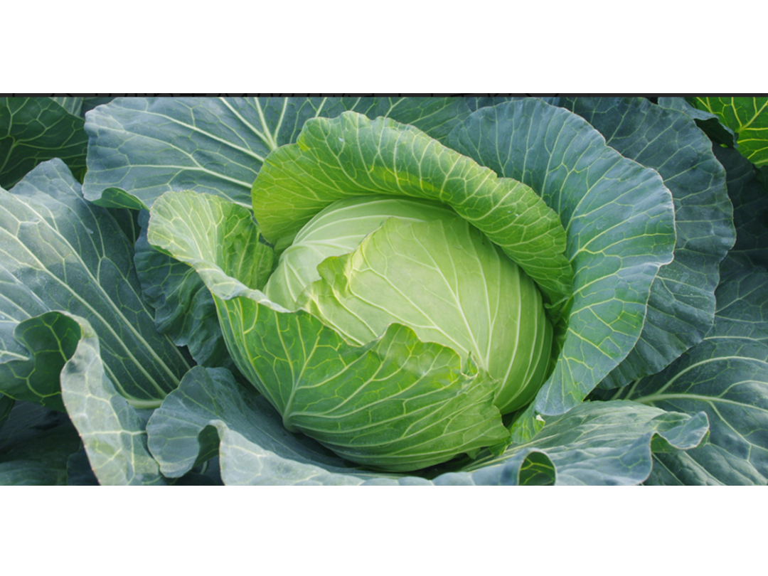 r^~Cr^~ULxŁA݉߂H׉߂ŏ񂾈ݔS̉񕜂Aݒᇂ̎ÂɌʂ܂B