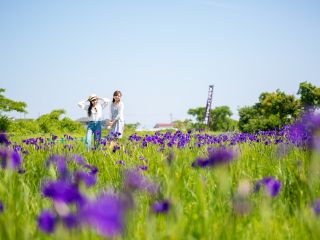 凛として美しい国の天然記念物「斎宮のハナショウブ群落」