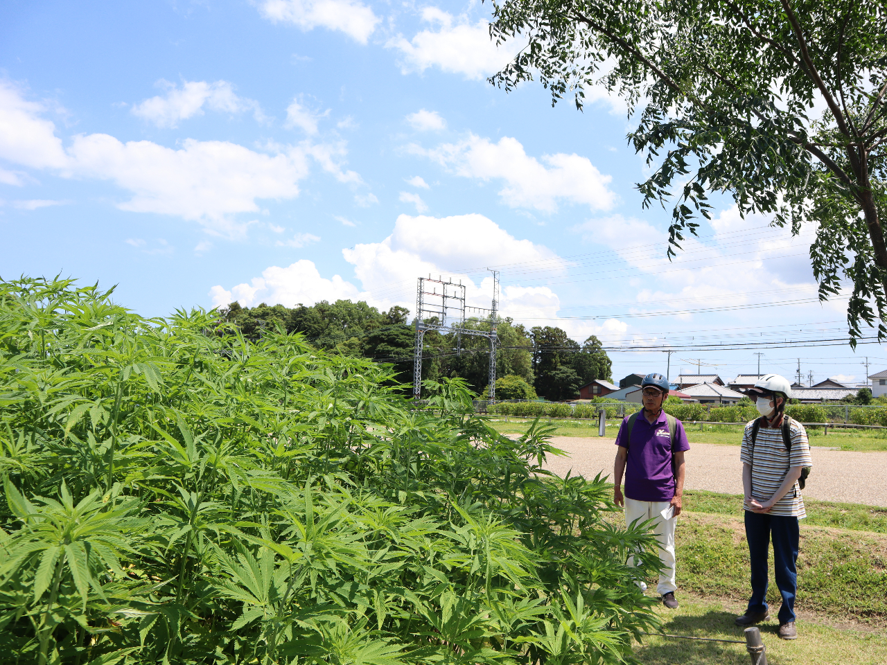 �_�Ђ̂��ߓ�₨�D�Ɏg����u�ɐ����v�͔̍|�n�ŁA�ŋ��̐��߂̗͂�m��܂��B