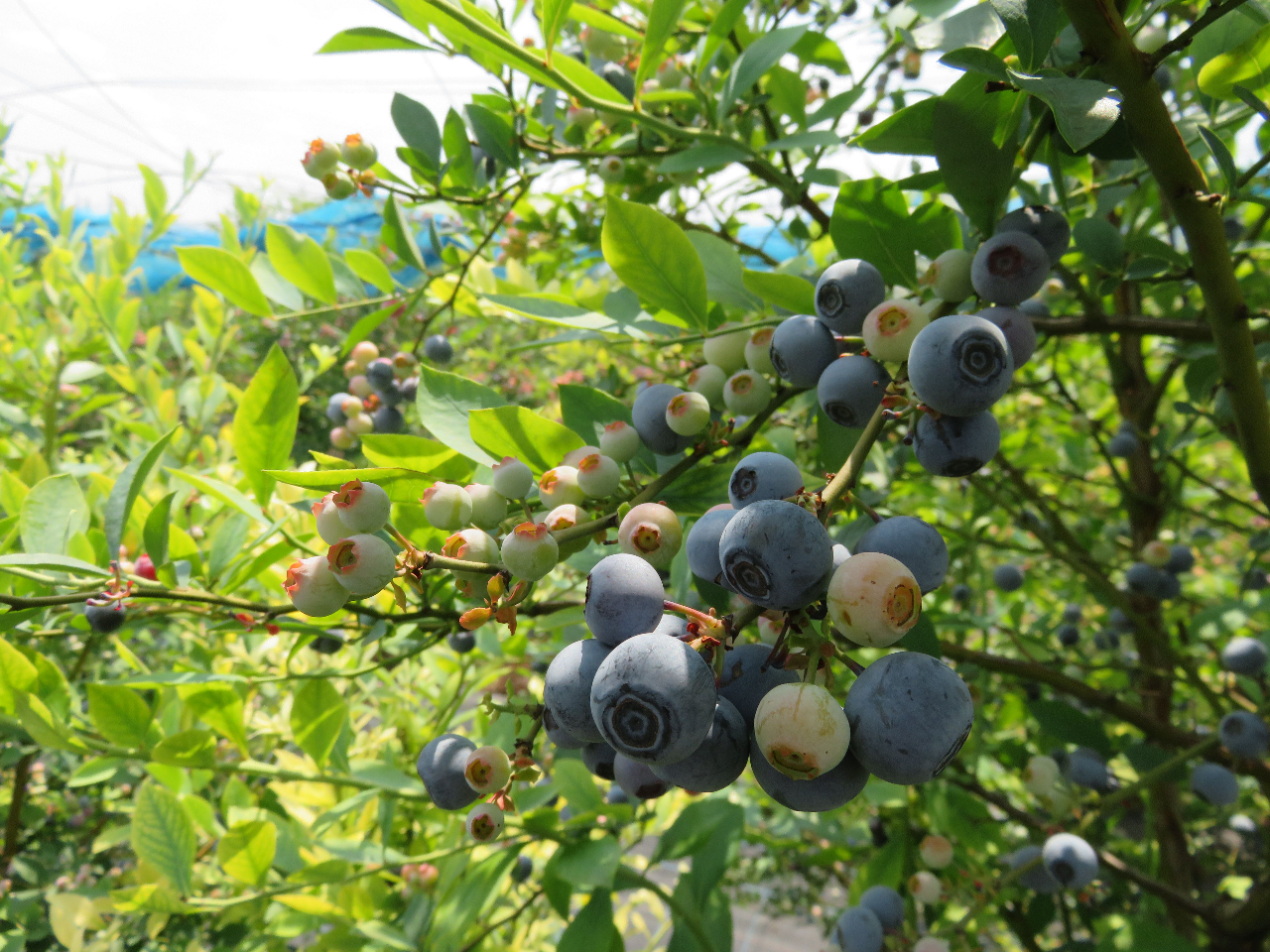 旬のブルーベリーの摘み取り体験♪