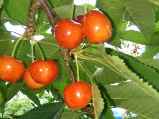 完熟 さくらんぼ食べ放題(40分)+ お土産パック付き(500円相当)プラン