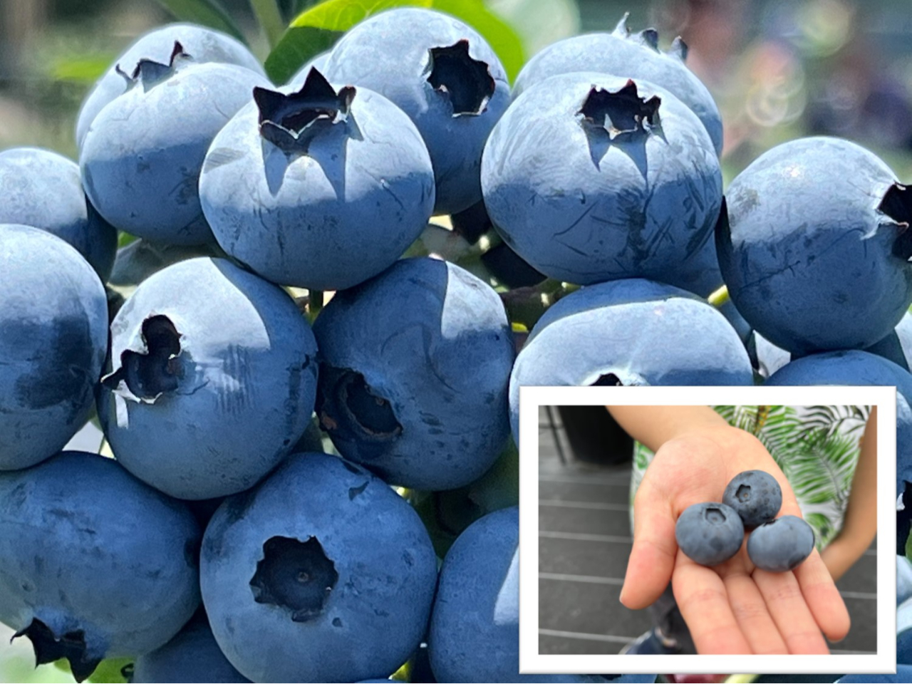 大阪ブルーベリー狩りじゃらん限定プラン】☆関西エリア最大級☆55品種