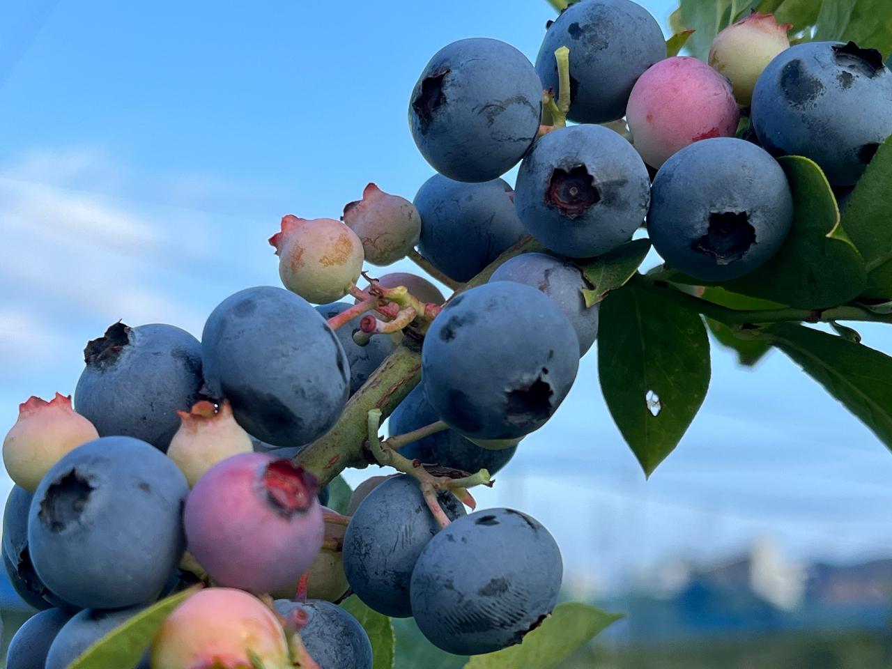 大阪ブルーベリー狩りじゃらん限定プラン】☆関西エリア最大級☆55品種