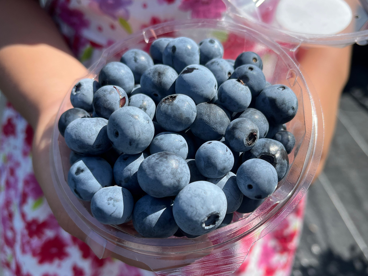 大阪ブルーベリー狩りじゃらん限定プラン】☆関西エリア最大級☆55品種
