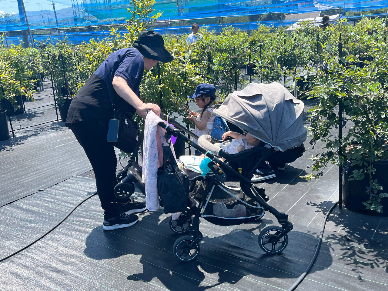 大阪ブルーベリー狩りじゃらん限定プラン】☆関西エリア最大級☆55品種