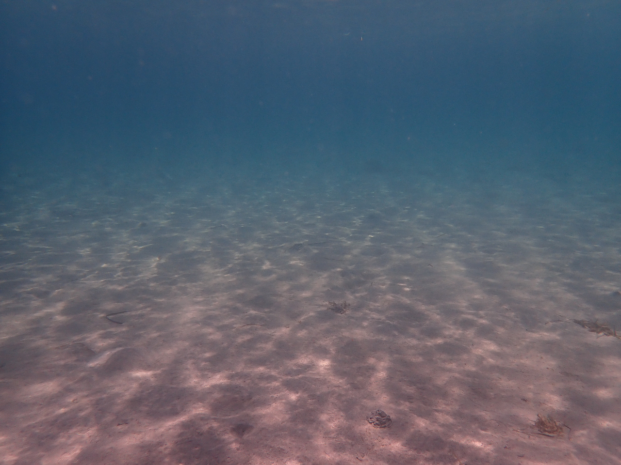 �|��l�͔������Ȃ̂œ����x���ǂ��X�S���Y��ł���`