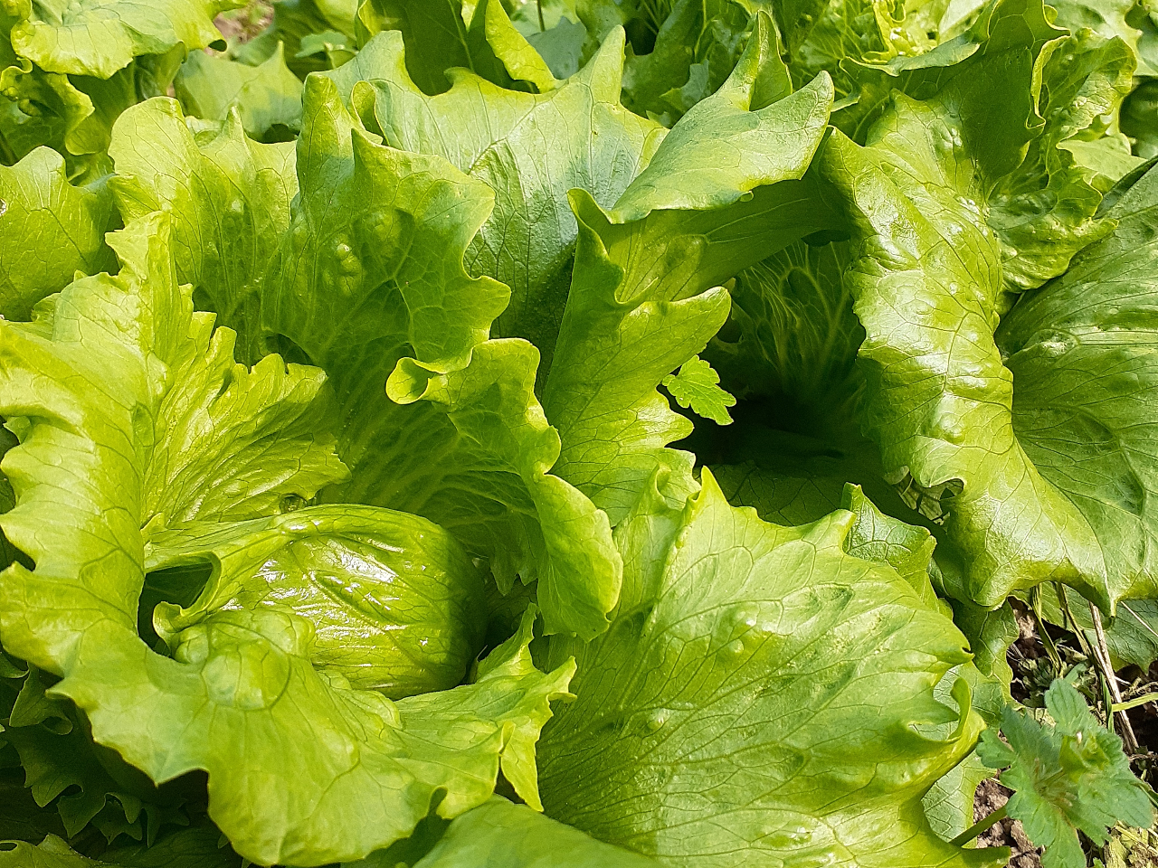 宮崎 日之影町 大根 わさび菜 レタスなど 季節の野菜 収穫体験 自家栽培の美味しい新鮮な野菜をぜひ くろがねもちの木の宿 さっき じゃらん遊び体験