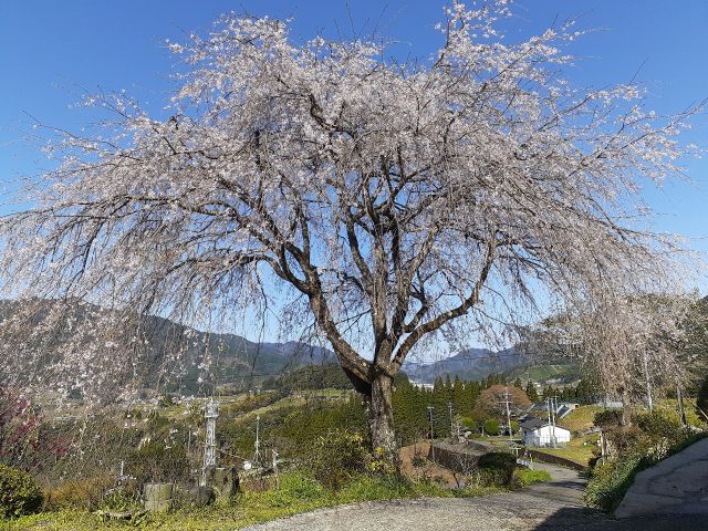 春は庭先の枝垂桜がお客様をお迎えしてくれます!