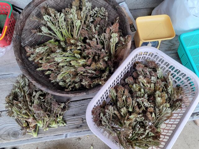 たくさんのタラの芽が収穫できます!