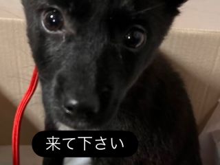 数少ないペット同伴の梨園です。小型犬から大型犬まで。家族として一緒に来て下さい
