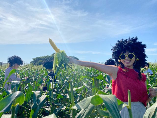 キャベツやとうもろこしの収穫時には、収穫体験も承っております。