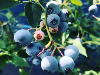 大阪 冨田林 ブルーベリー狩り