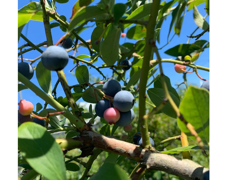 �Á`���u���[�x���[�͂ǂꂩ�ȁH�y�����u���[�x���[����