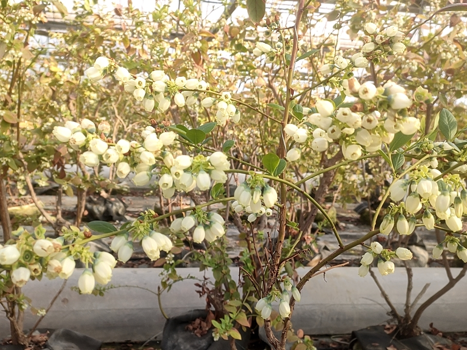 �Ԃ����ꂢ