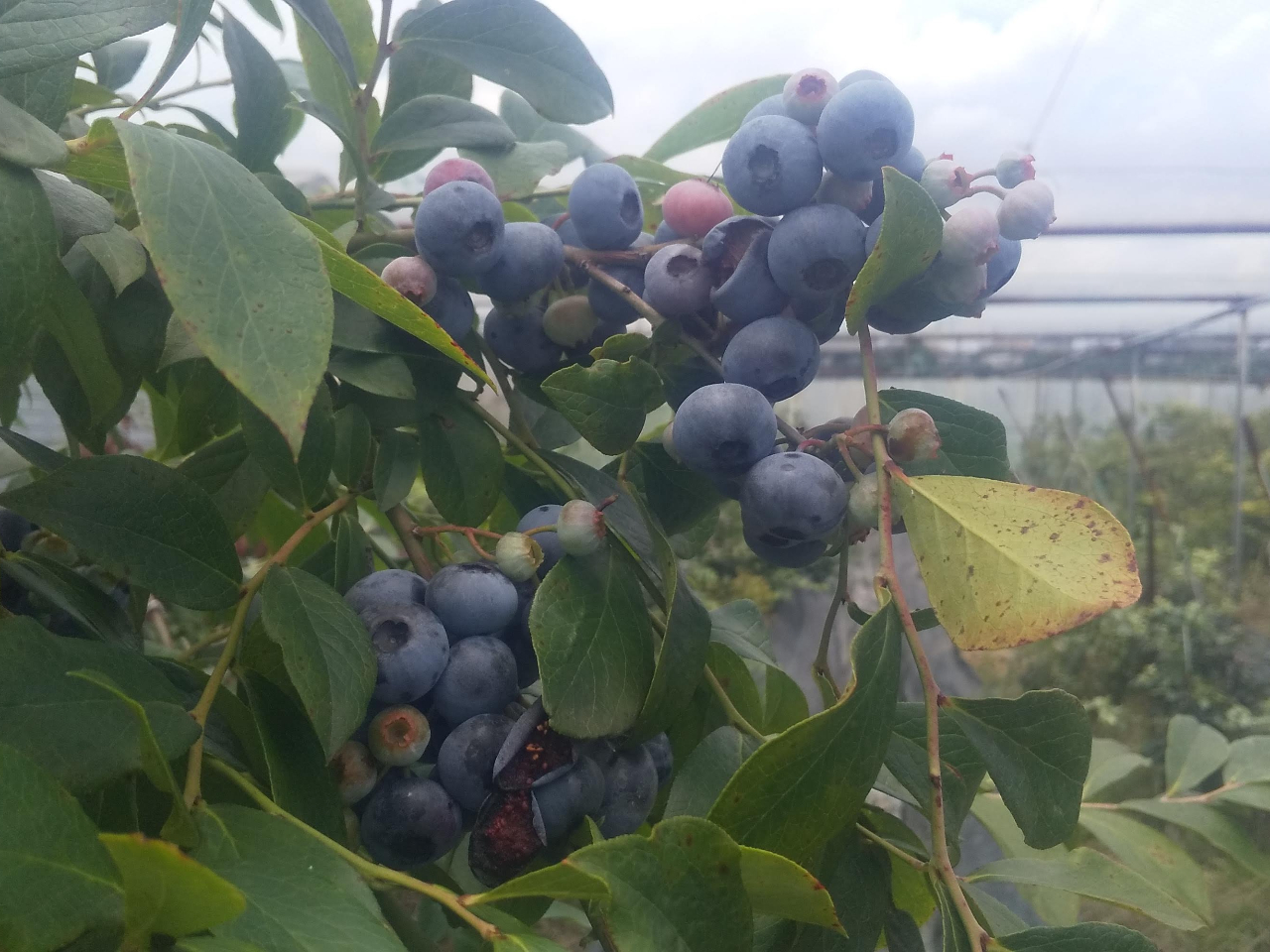 �Y��ɐF�Â����u���[�x���[���o���オ��܂����B