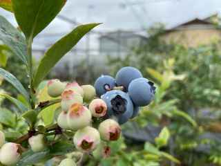 たわわに実ったブルーベリーまるでぶどうのよう!