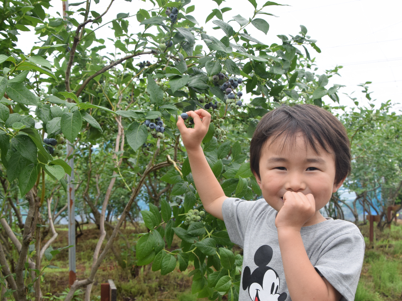摘み取ったばかりのブルーベリーは格別♪
