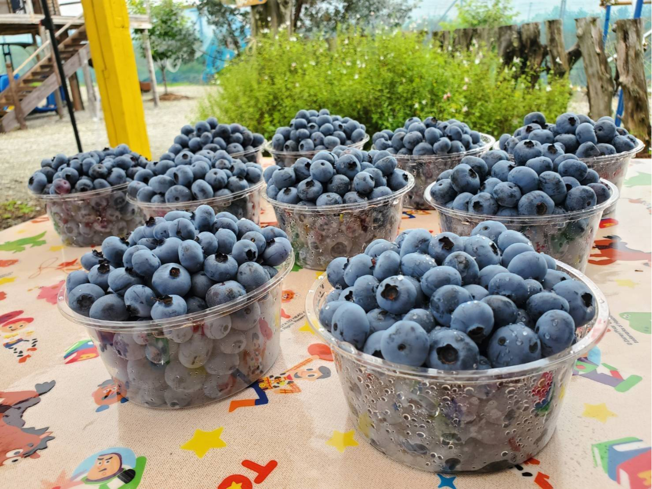 【2026年版】お気に入りをお持ち帰りできるパック付きプラン♪無肥料・無農薬が自...