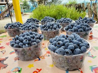 お好みのブルーベリーをパックに詰めてお持ち帰りできます