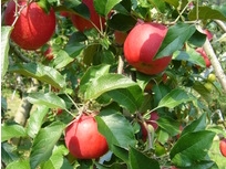  iԏj`9{`Qn܂Ŕ炪_炩܂邩 